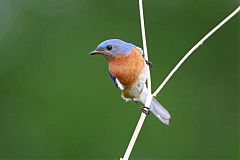 Eastern Bluebird